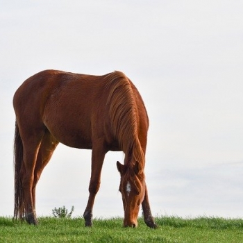Лошадь - Терема Любази