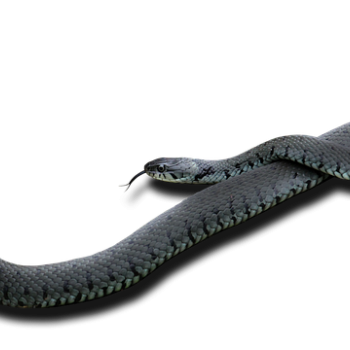 Змея - Терема Любази